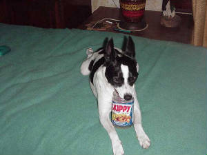 skippyloves-skippy.jpg